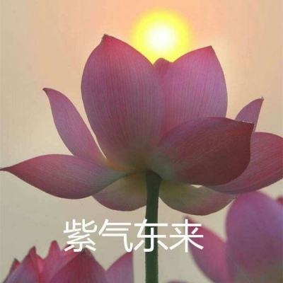 全境警戒游戏破解版下载